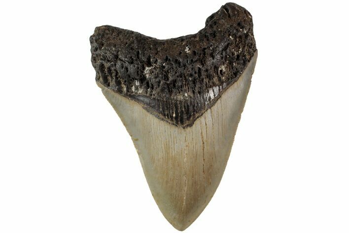 Serrated, Fossil Megalodon Tooth - North Carolina #204550